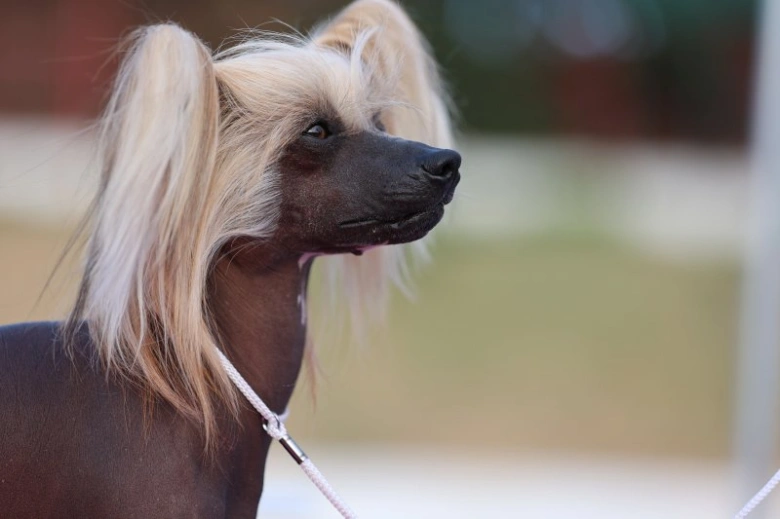 Portrétní fotografie čínského chocholatého psa s dlouhými blond vlasy.