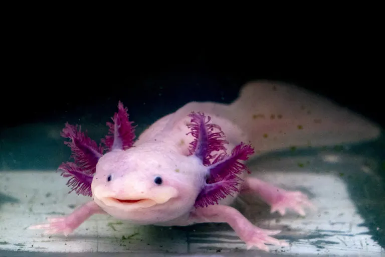 Růžový mexický axolotl s fialovými žábry ve vodě.