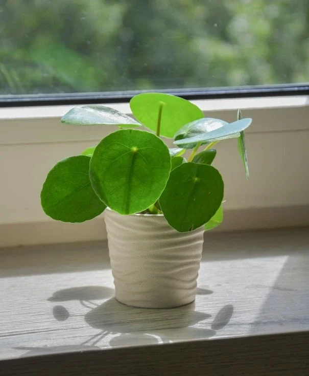 Malá pilea peperomioides v květináč na okenním parapetu.