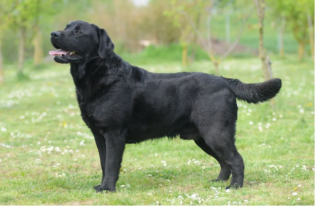 Černý labradorský retrívr stojí na trávníku v přírodě.
