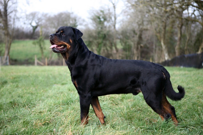 Rottweilera stojí na trávníku v přírodě.