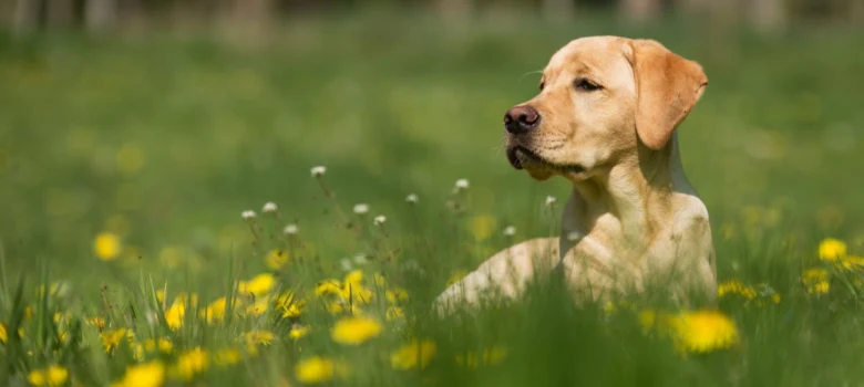 Žlutý labrador sedí na trávníku s květinami.