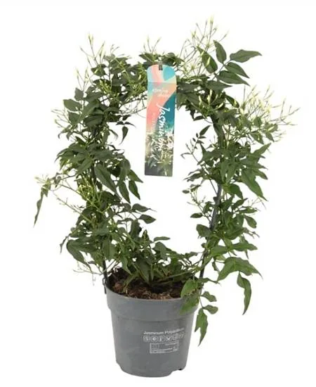 Jasmine plant in pot