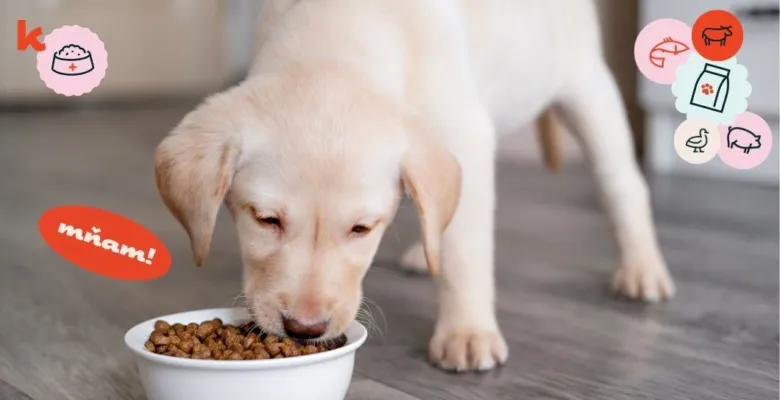 Puppy eating kibble