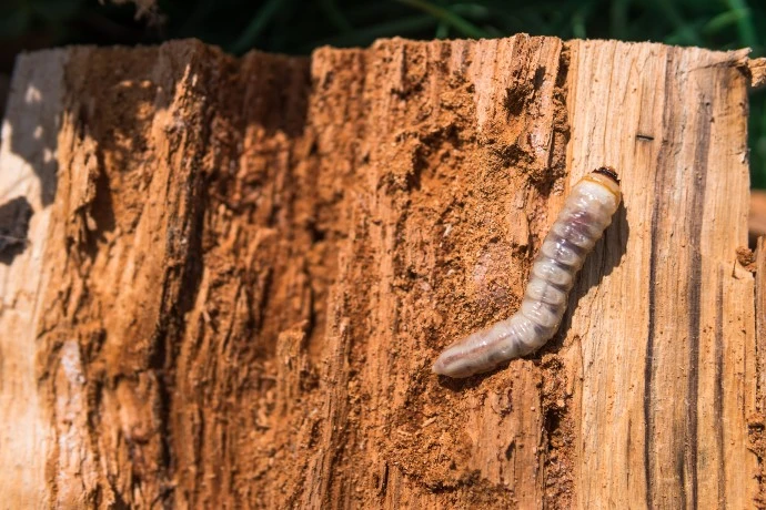 Larva tesaříka obecného na kusu dřeva.