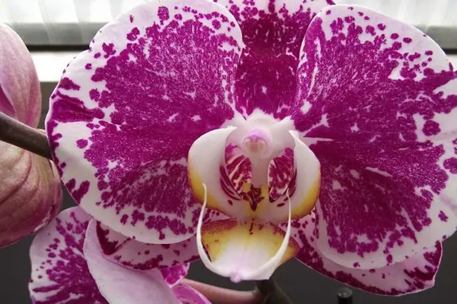 Fialová orchidej Phalaenopsis s bílými skvrnami v plném květu.