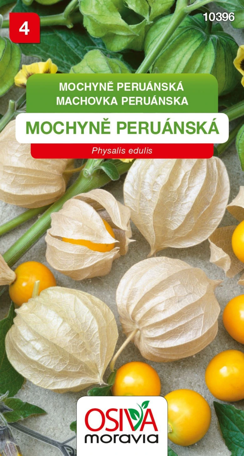 Zralé plody mochyně peruánské v papírových blonách na rostlině.