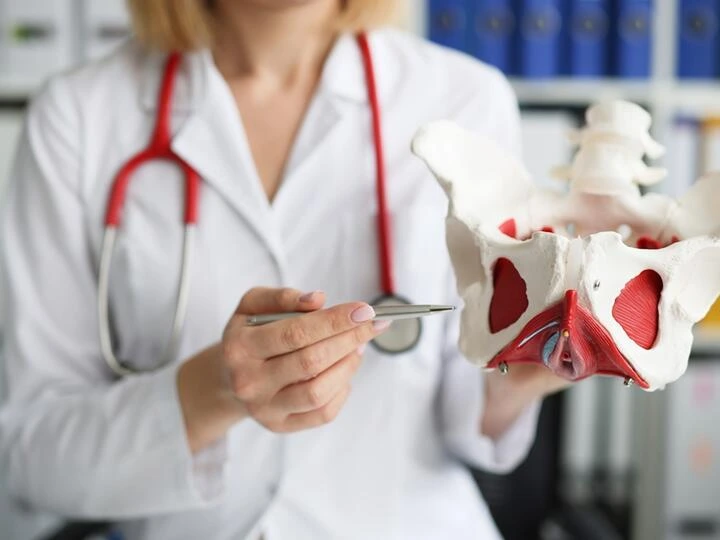 Lékař ukazuje pánevní dno na modelu při vysvětlení cvičení.