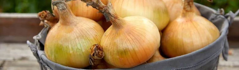 Čerstvá cibule v kovovém koši po sklizni na zahradě.