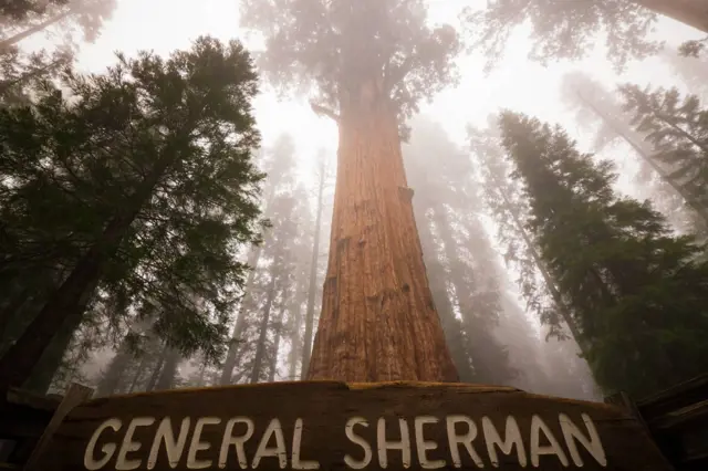 Obří strom General Sherman v mlhavém lesu s nápisem na dřevěné desce.