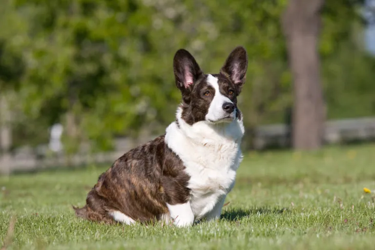 Corgi sedí na trávníku v parku