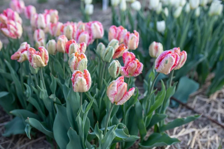Rostoucí růžovo-bílé tulipány v zahradním záhonu.