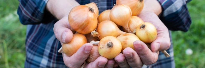 Ruce drží čerstvě sklizené žluté cibule na pozadí zeleného trávníku.