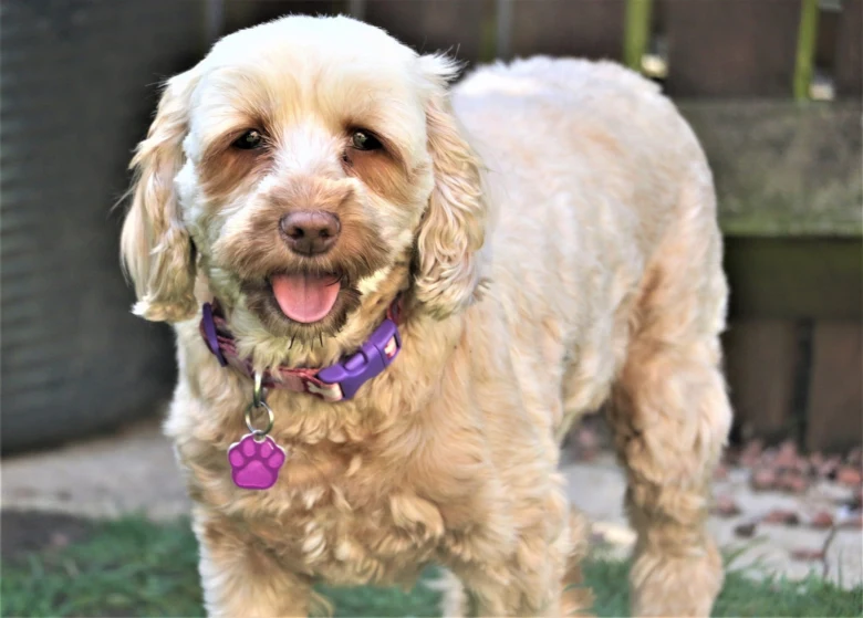 Cockapoo dog