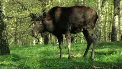 Kalouš ušatý stojí na trávníku v lesu.