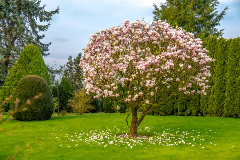Rostoucí kvetoucí magnolie na zelené trávě v zahradním prostředí