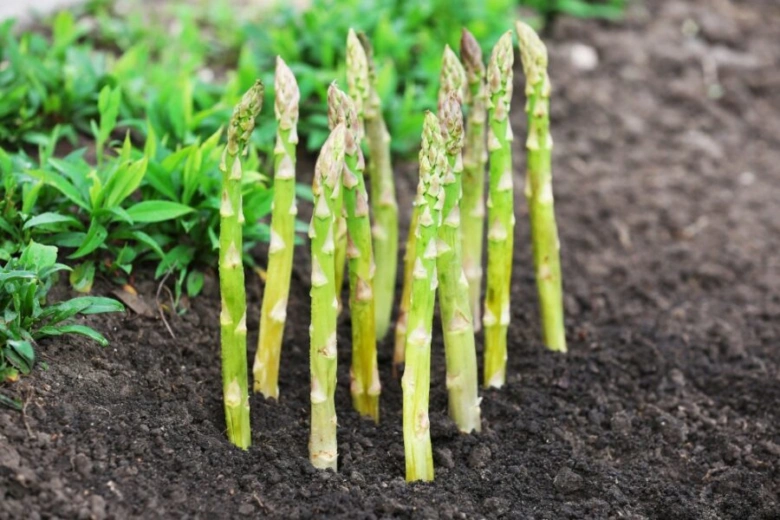 Asparagus spears in soil