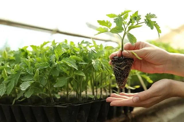 Rostoucí sazenice rajčat s viditelnými kořeny v skleníku.