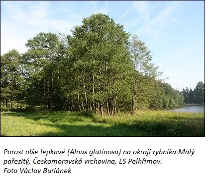 Skupina olší lepkavých rostoucích na břehu rybníka.