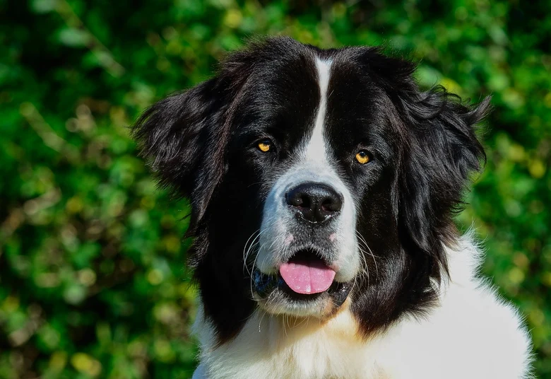 Portrét černobílého psa plemene landseer s otevřenou pusou.