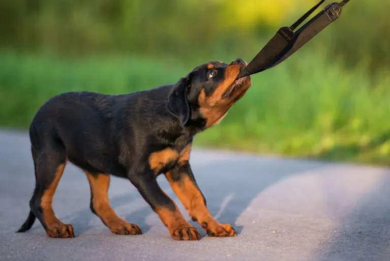 Mladý rottweiler štěně drží v ústech popruh na ulici.