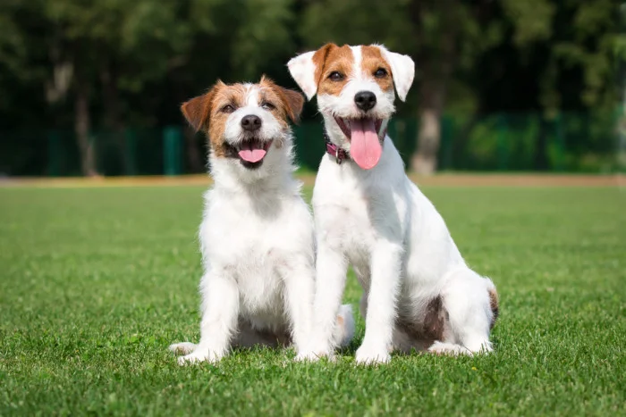 Dva štěňata parsona nebo jack russella sedící na trávníku.