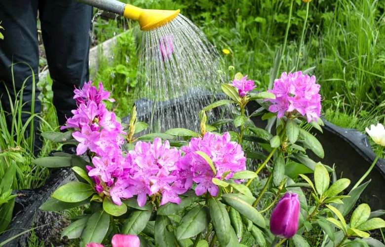 Zálivka růžových rododendrónů v zahradě s žlutou zálivkovací kanystru.