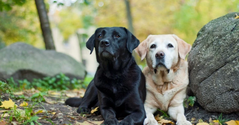 Dva labradorské retrívři sedí vedle sebe v přírodě.