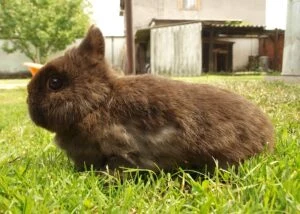 Hnědý zakrslý králík Teddy sedící na trávě venku.