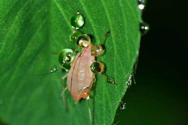 Mšice na listu s kapkami vody v makro záběru.