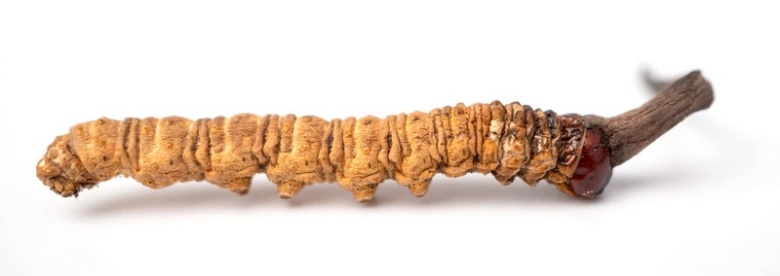 Sušený houbkový larvový komplex Cordyceps na bílém pozadí.