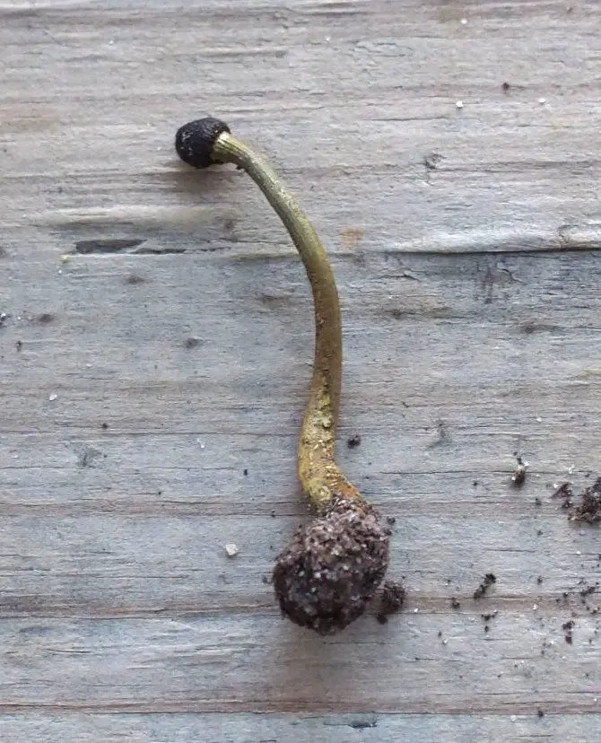 Houbička Cordyceps rostoucí ze země na dřevě.