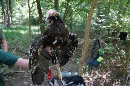 Mladý moták pochopa držený v lese při chovu.