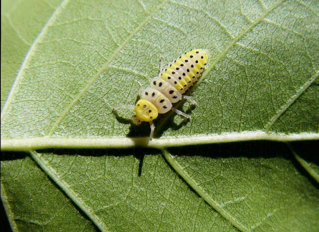 Žlutá larva drátovnice s černými skvrnami na zeleném listu.