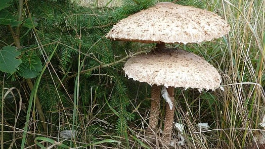 Two mushrooms in grass