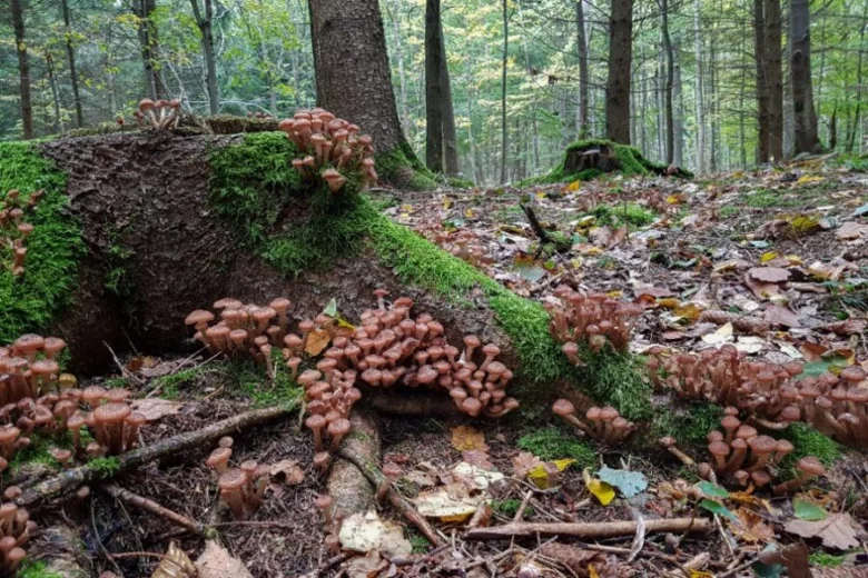 Skupina váčlavky rostoucí na mechem porostlém kmeni v lese.