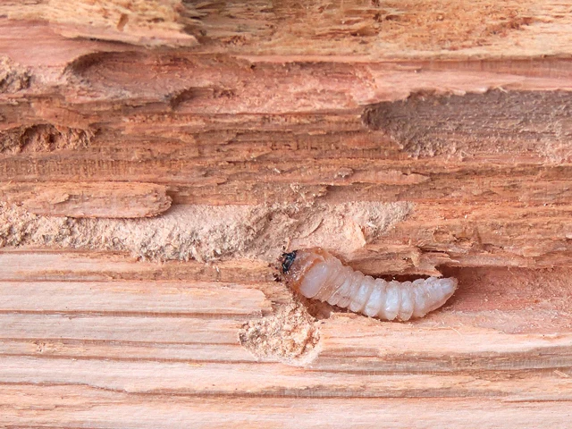 Larva tesaříka krovového v dřevě s výskytem škod.