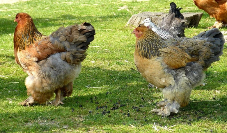 Dvě brahmanky stojí na trávníku v slunečním světle.