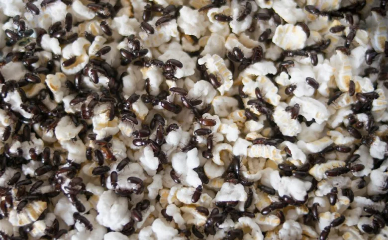 Černé mravence plíživé po bílém popcornu v kuchyni.
