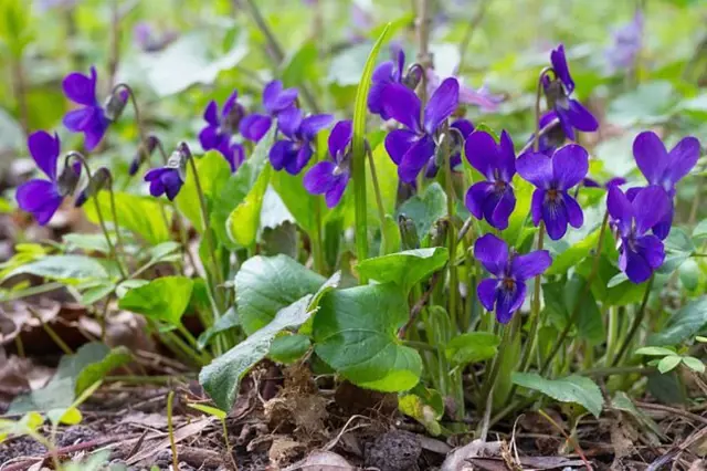 Fialová vonná viola kvete na zemi mezi zelenými listy.