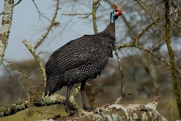 Perlička (guinejský kohout) stojí na větví v přírodě.