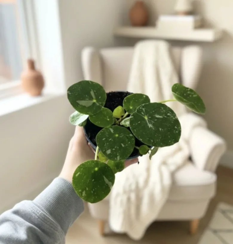 Ruka drží malou rostlinu pilea peperomioides v interiéru.