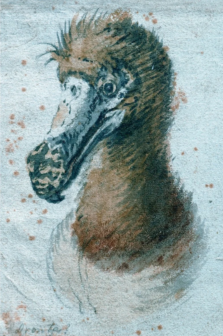 Ilustrace hlavy doody s charakteristickým zobákem a peřím.