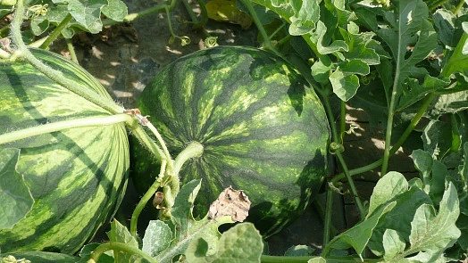 Dva zralé melouny rostoucí na vinném lůžku mezi listy.