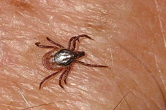 Bližní na lidské kůži - příčina lymeské borreliózy.