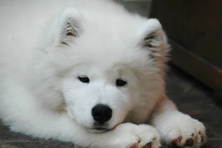 Bílý samojed leží na zemi a dívá se do kamery.