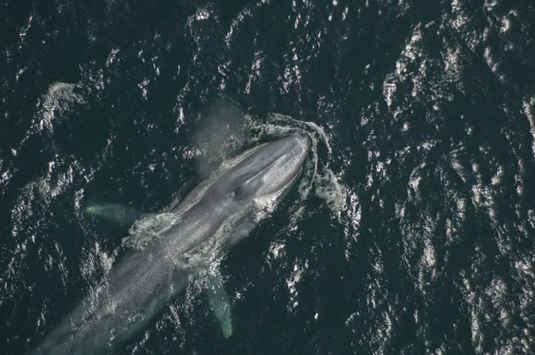 Blue whale swimming in ocean