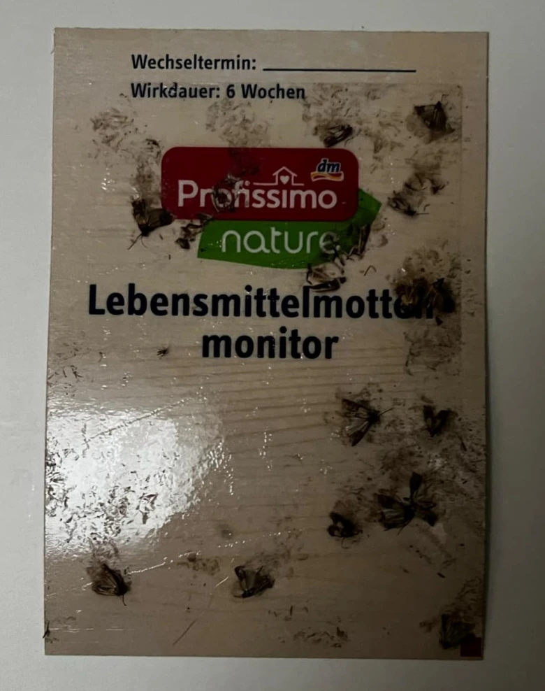 Použitý monitorovací karton na potravinové moly s ulovenými kusy.