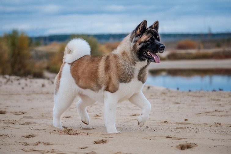 Americká akita chodí po pláži v přírodním prostředí.