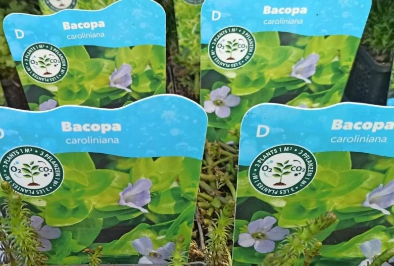 Rosty Bacopa caroliniana s popisky v květináčích